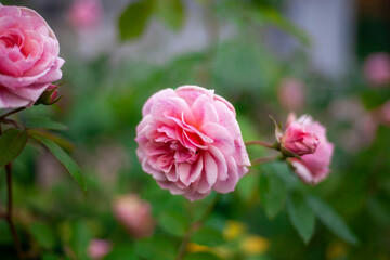 Pink rose on a bush. Flower in the garden. 
