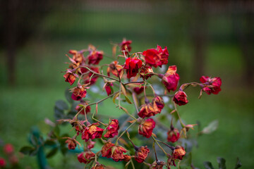Obraz na płótnie Canvas Pink rose on a bush. Flower in the garden.