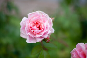 Pink rose on a bush. Flower in the garden. 