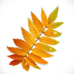 Autumn rowan leaf isolated on a white background