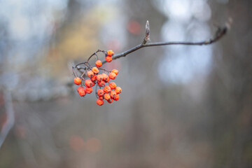 Mountain ash on a branch. Orange fruits on the bush. 