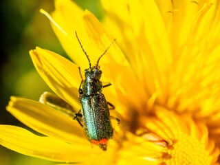 zielony insekt na mleczu
