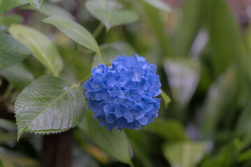 紫陽花