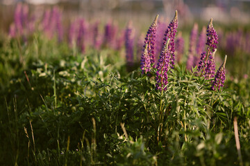 Obraz premium Blooming Lupins on a sunny day
