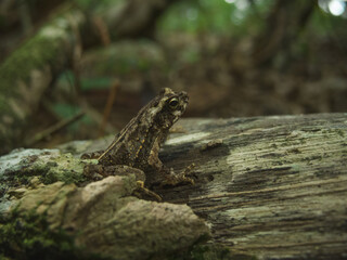 Brown forest Toad in costa rica