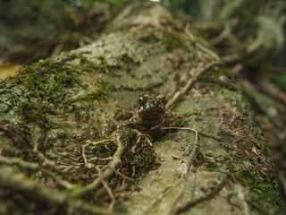 Camouflage of a rainforest Toad