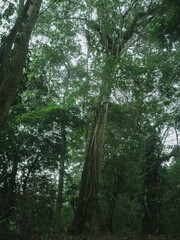forest in the morning