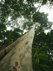 tropical forest in thailand