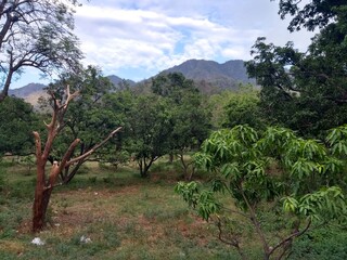 tree in the mountains