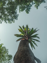 palm tree of blue sky