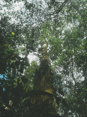 tree in the Rainforest