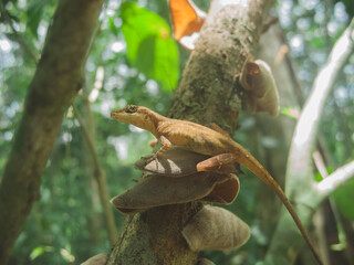 lizard on a tree