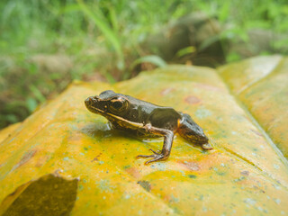 frog on a yellow leaf