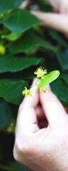 Selective focus. Macro. The male hand holds a bunch of linden flowers. Picking up linden for tea....