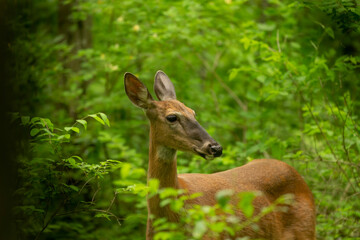 Red tailed deer on the forest.