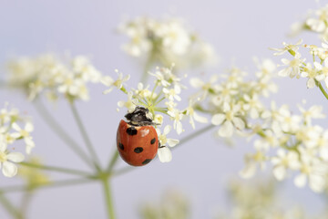 Ladybug on white flowers. Close-up