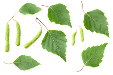 green birch leaves and bud isolated on white background. Top view.