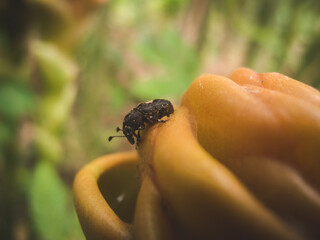 Small bug on a yellow flower