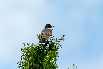 The eastern kingbird (Tyrannus tyrannus) is a large tyrant flycatcher native to North America. 