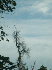 Dead tree and the sky