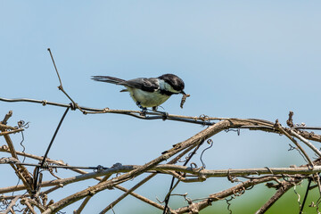 Black capped chickadee looking for food for Youngs