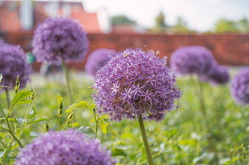 Purple spring flowers, spring flowers in the city
