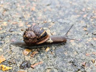 Snail