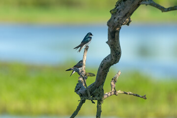 Tree swallows perched on a dry branch