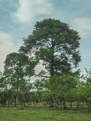 tree in the field