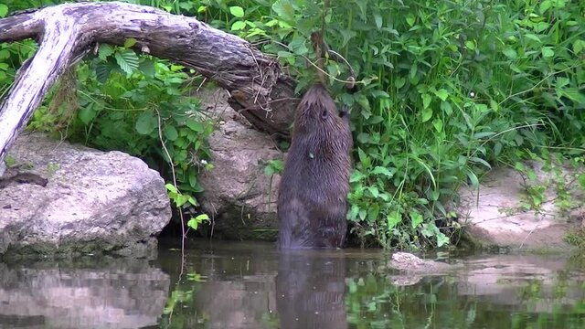 Eurasian beaver eating small branches on a river edge, Castor fiber