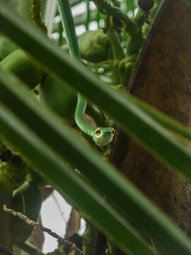 Slender crazy eye look snake in frosta rica