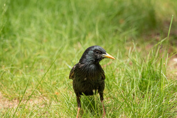 Adult European starling on the grass