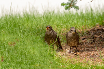 Adult European starling on the grass