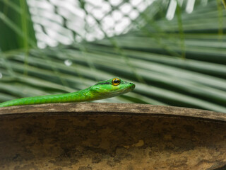 wild parrot snake taking a nap