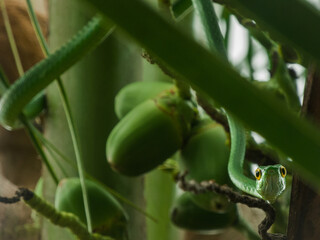 Big eyes snake in costa rica