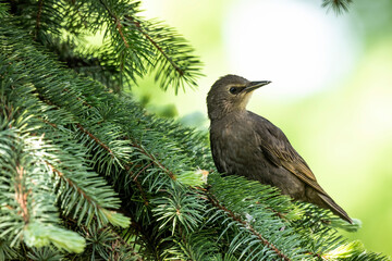 Young  European starling sitting on te spruce.