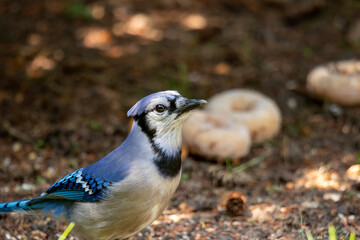 Blue jay (Cyanocitta cristata)  in Wisconsin state park.