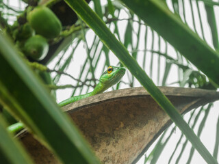 Slender Parrot Snake 
