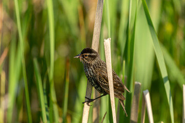Female Red-winged blackbird sitting on reed stalks