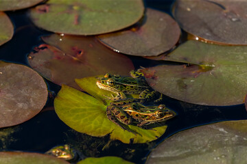 Northern Leopard Frog (Lithobates pipiens)  are found in a variety of wetland habitats
