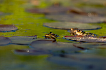 Northern Leopard Frog (Lithobates pipiens)  are found in a variety of wetland habitats