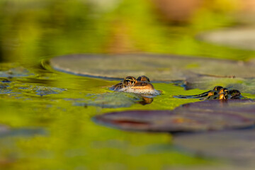 Northern Leopard Frog (Lithobates pipiens)  are found in a variety of wetland habitats