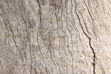 tree texture