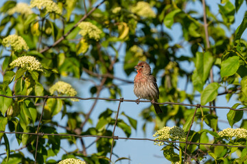 Bird. House Finch in the garden.