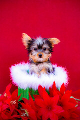 Tiny Yorkshire Terrier Puppy in a Green Basket Surrounded by Christmas Poinsettia