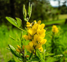 Wild flower blooms in eastern Oregon, USA