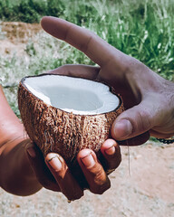 Sri Lankan woman giving an open coconut to drink to a young white man. Close up view with hands and...