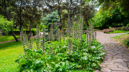 paradise acanthus garden on a sunny day
