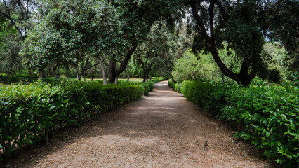 Fototapeta na wymiar lonely wooded path in an urban park.retiro park madrid