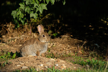 Wild European rabbit sitting with green grass and purple wildflowers.